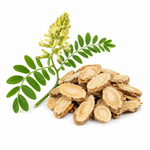 Panax quinquefolius (American Ginseng)