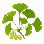 Ginkgo biloba
