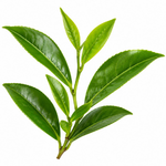 Camellia sinensis (Green Tea Extract)