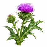 Silybum marianum (Milk Thistle)