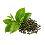 Camellia Sinensis 